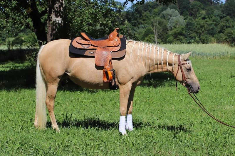 Helles Pferd mit Westernsattel in Natur